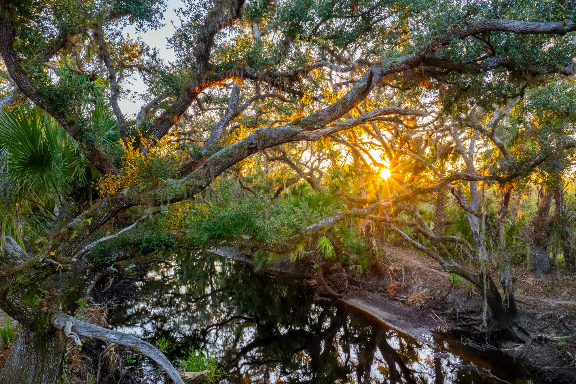 Oak canopy over the water at Moss Park at golden hour